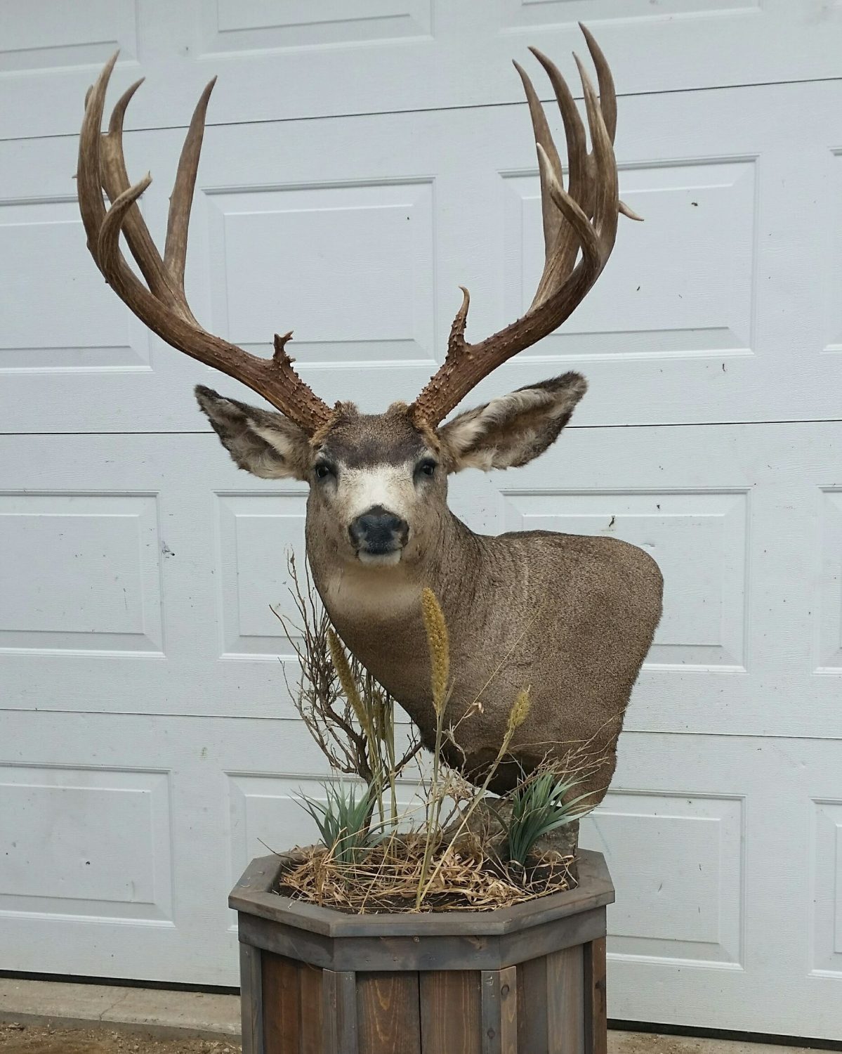 Bear, Moose, & Whitetail Deer Taxidermy Mounts in Saskatchewan | Cuss ...